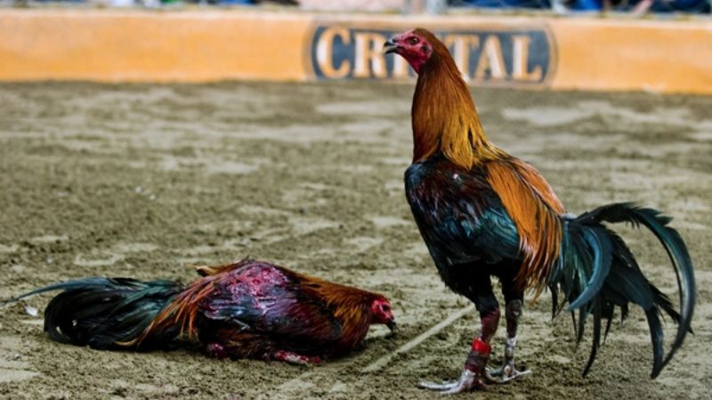 Phương Pháp Nuôi Dưỡng Gà Chọi Peru Chuyên Nghiệp